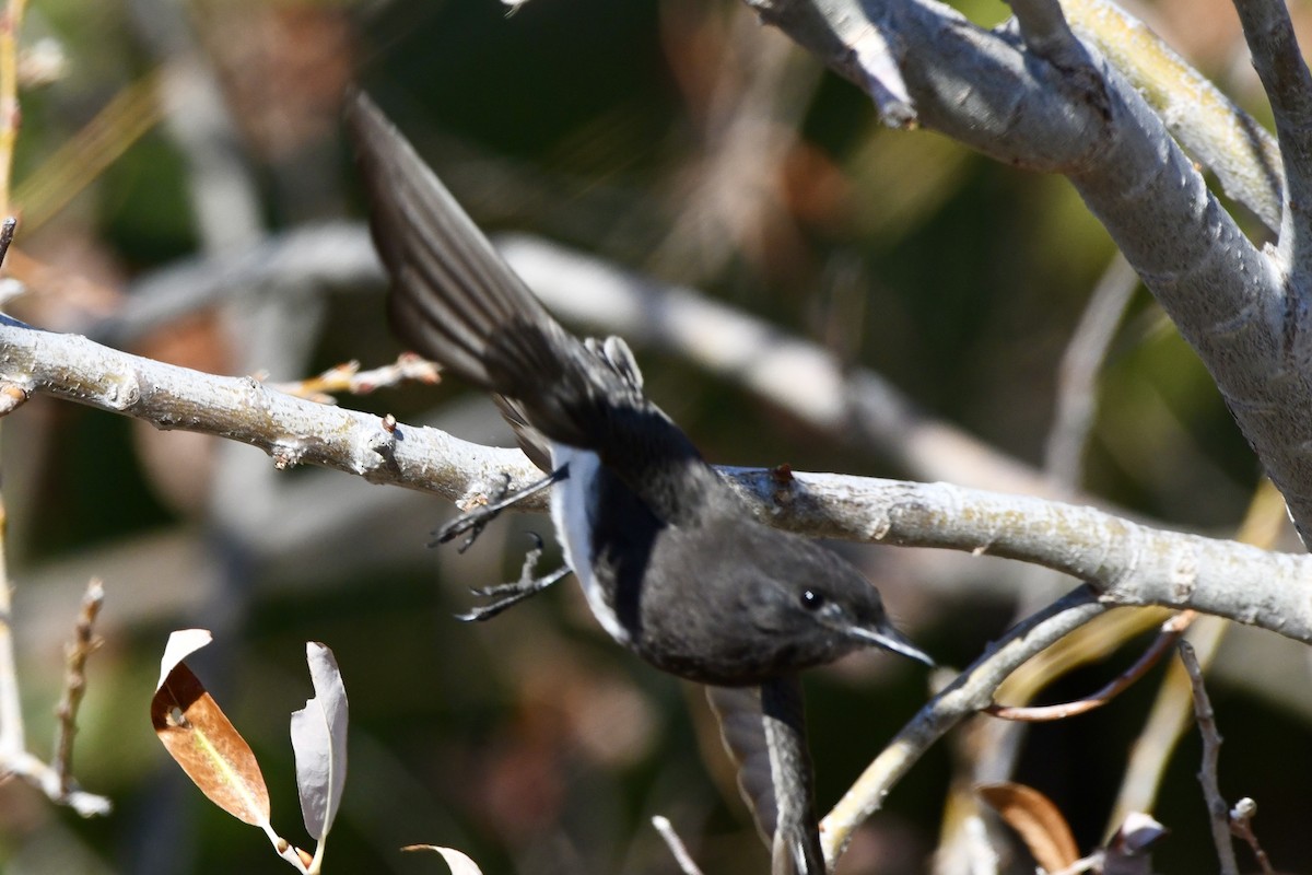 Black Phoebe - ML629398807