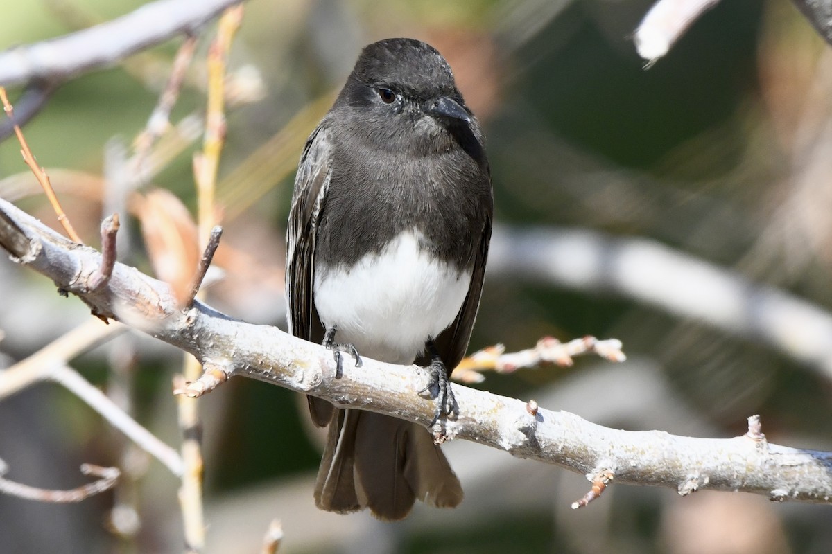 Black Phoebe - ML629398815