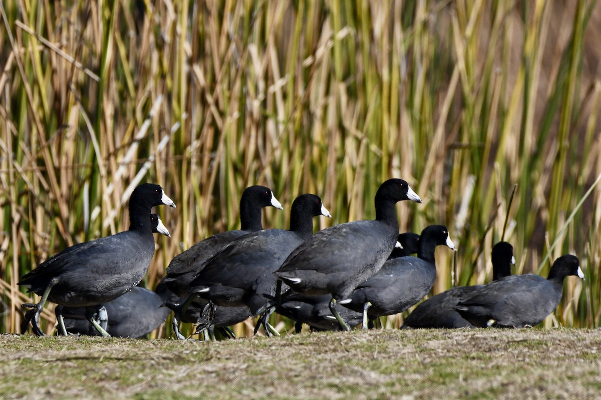 American Coot - ML629398856