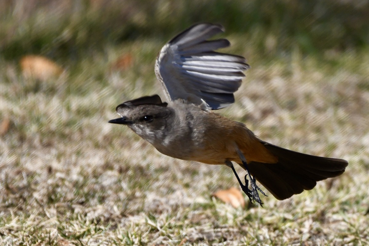 Cassin's Kingbird - ML629398893