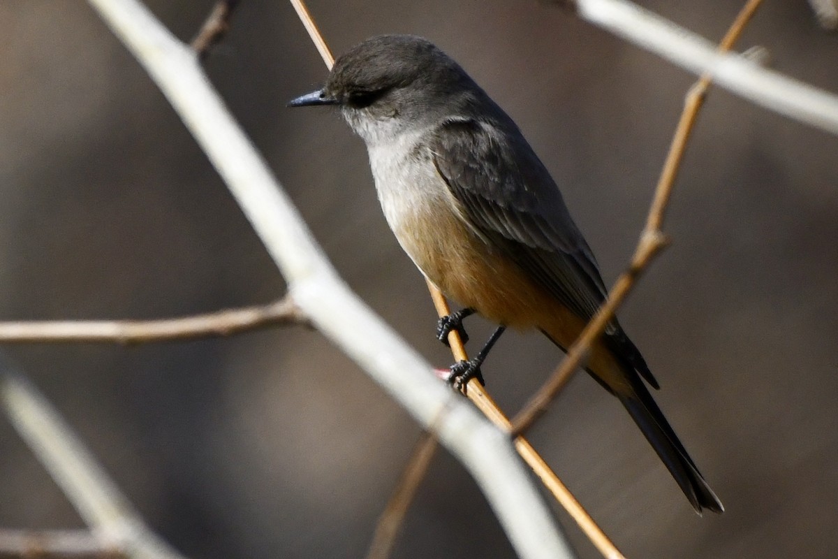 Cassin's Kingbird - ML629398894