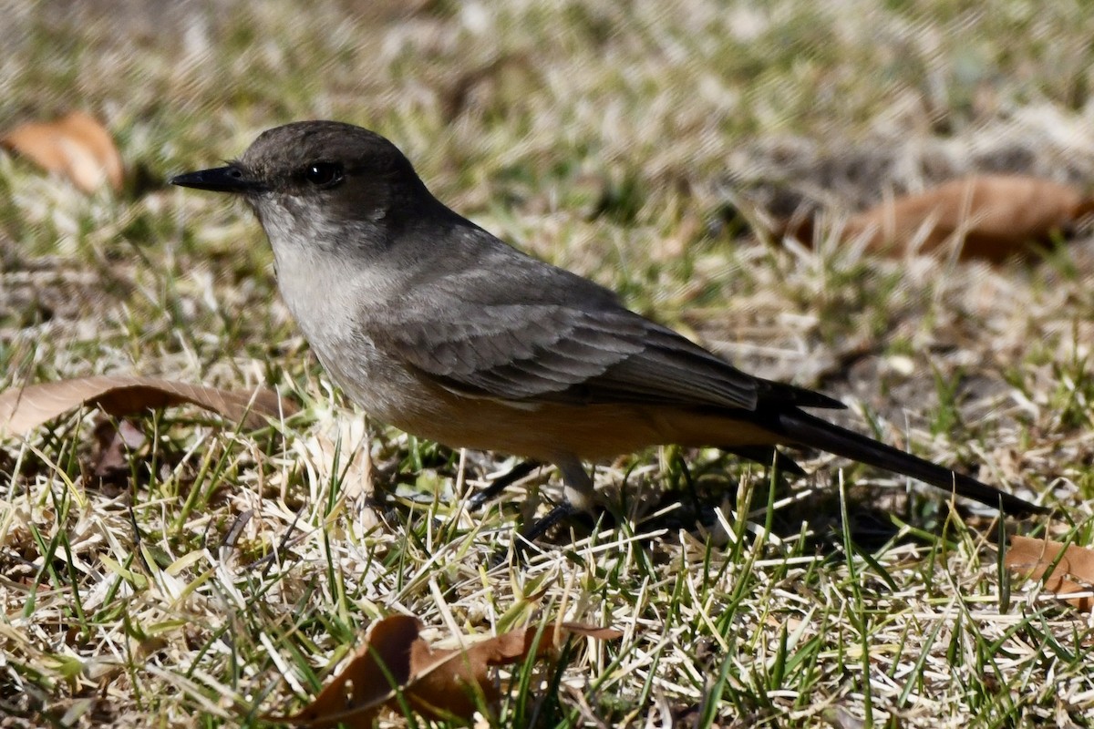 Cassin's Kingbird - ML629398895