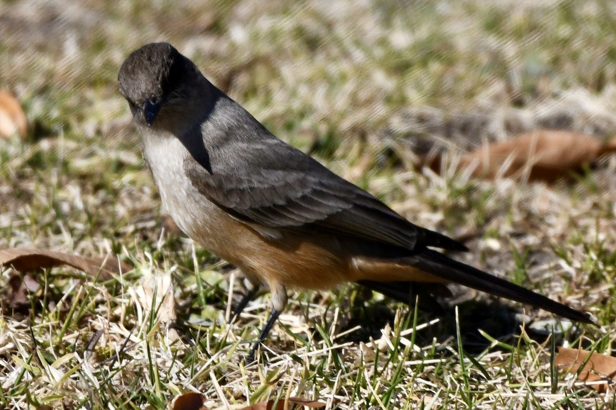 Cassin's Kingbird - ML629398896