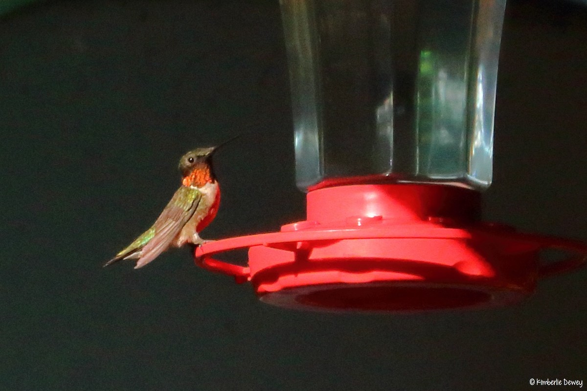 Ruby-throated Hummingbird - ML62939891