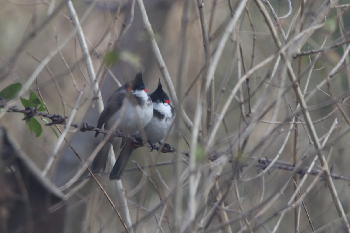 紅耳鵯 - ML629398910