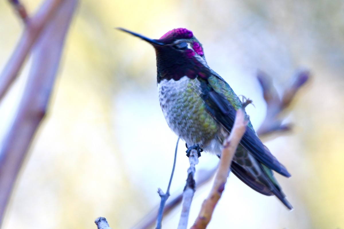 Anna's Hummingbird - ML629398935