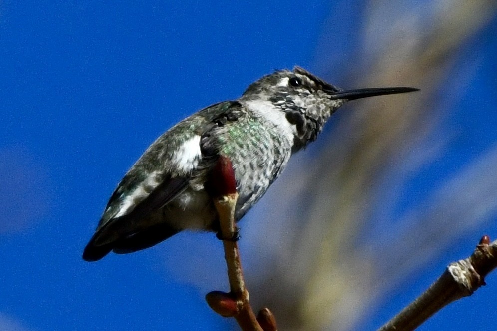 Anna's Hummingbird - ML629398936