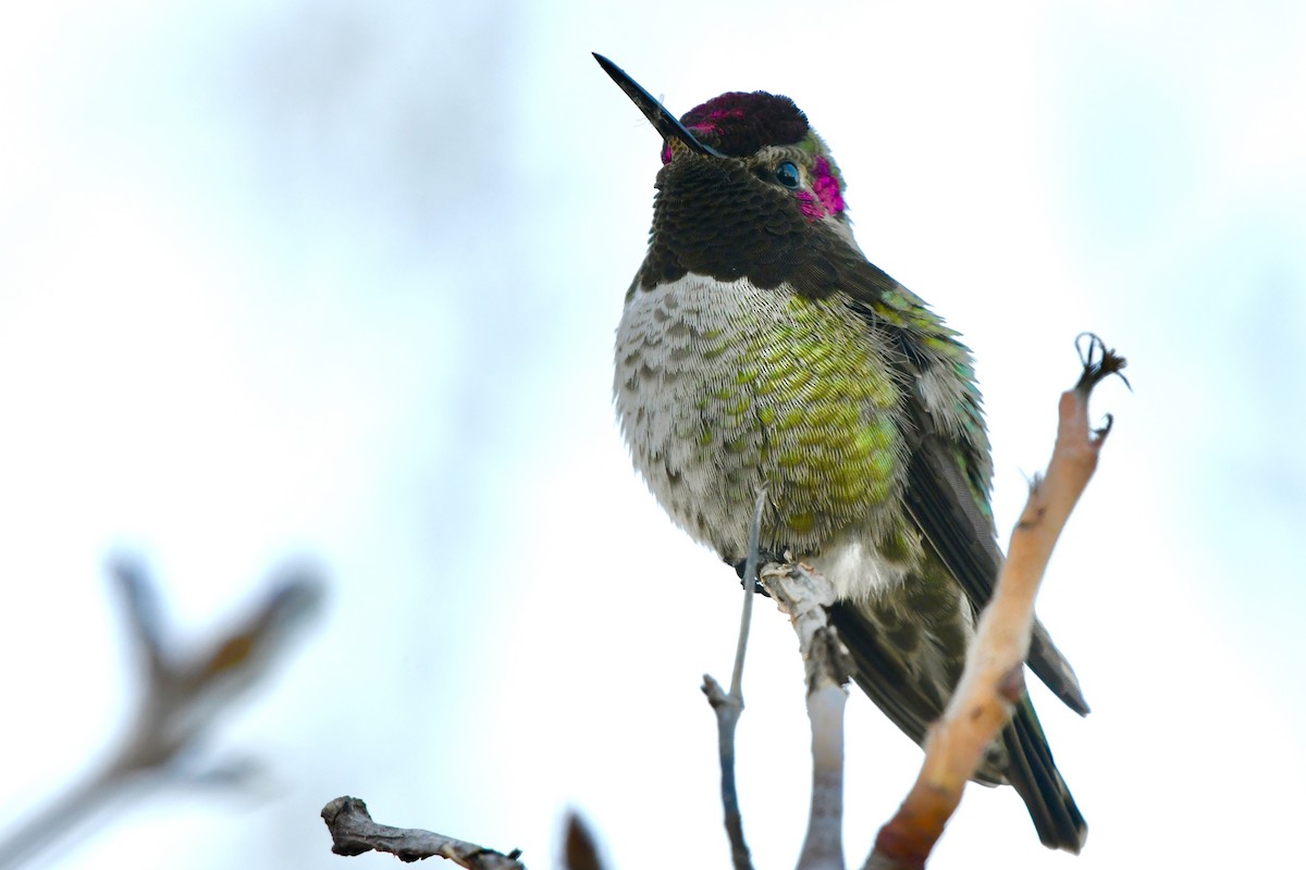 Anna's Hummingbird - ML629398937