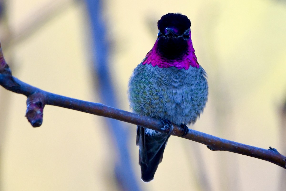 Anna's Hummingbird - ML629398938