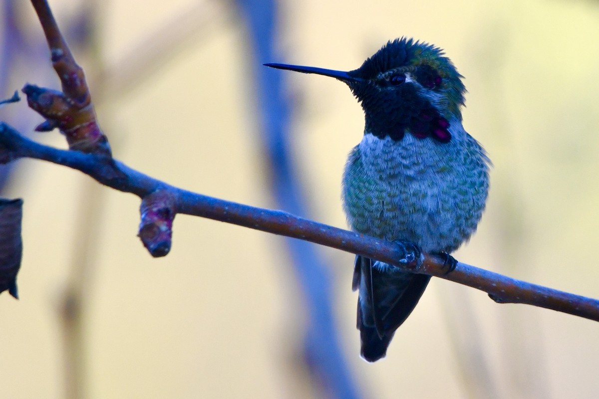 Anna's Hummingbird - ML629398939