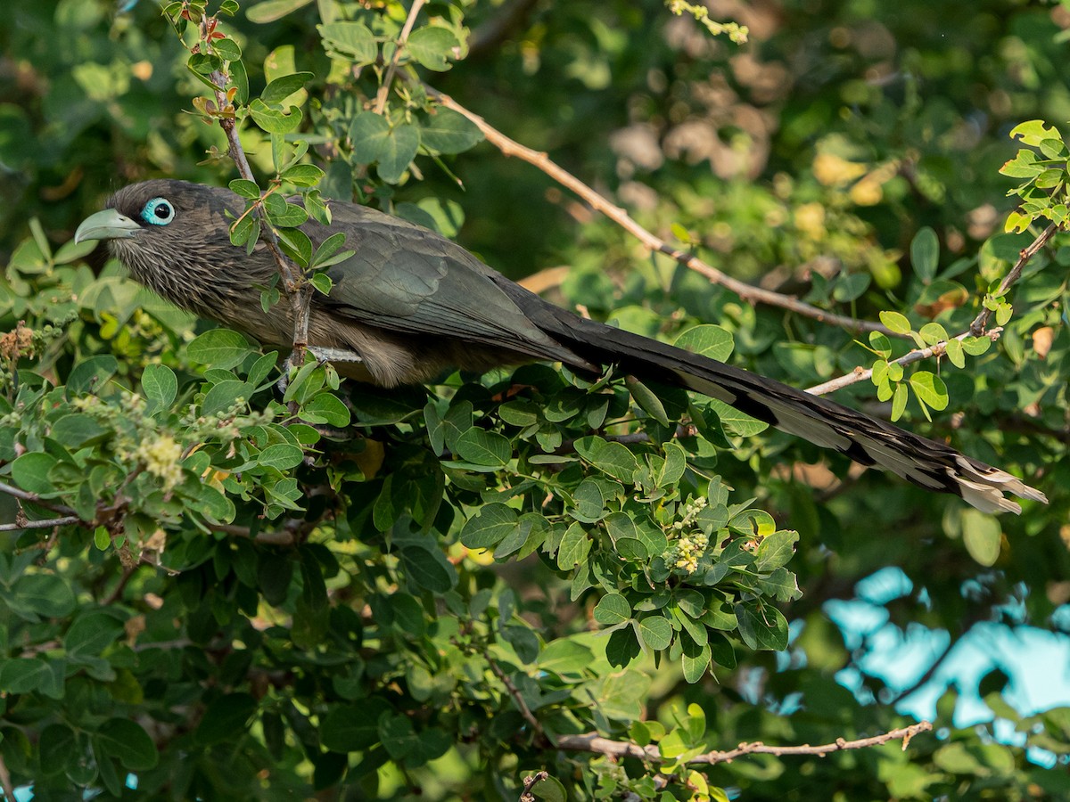 Blue-faced Malkoha - ML629398976
