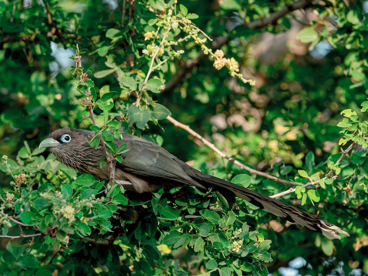 Blue-faced Malkoha - ML629398977