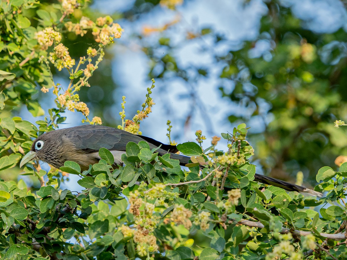 Blue-faced Malkoha - ML629398979