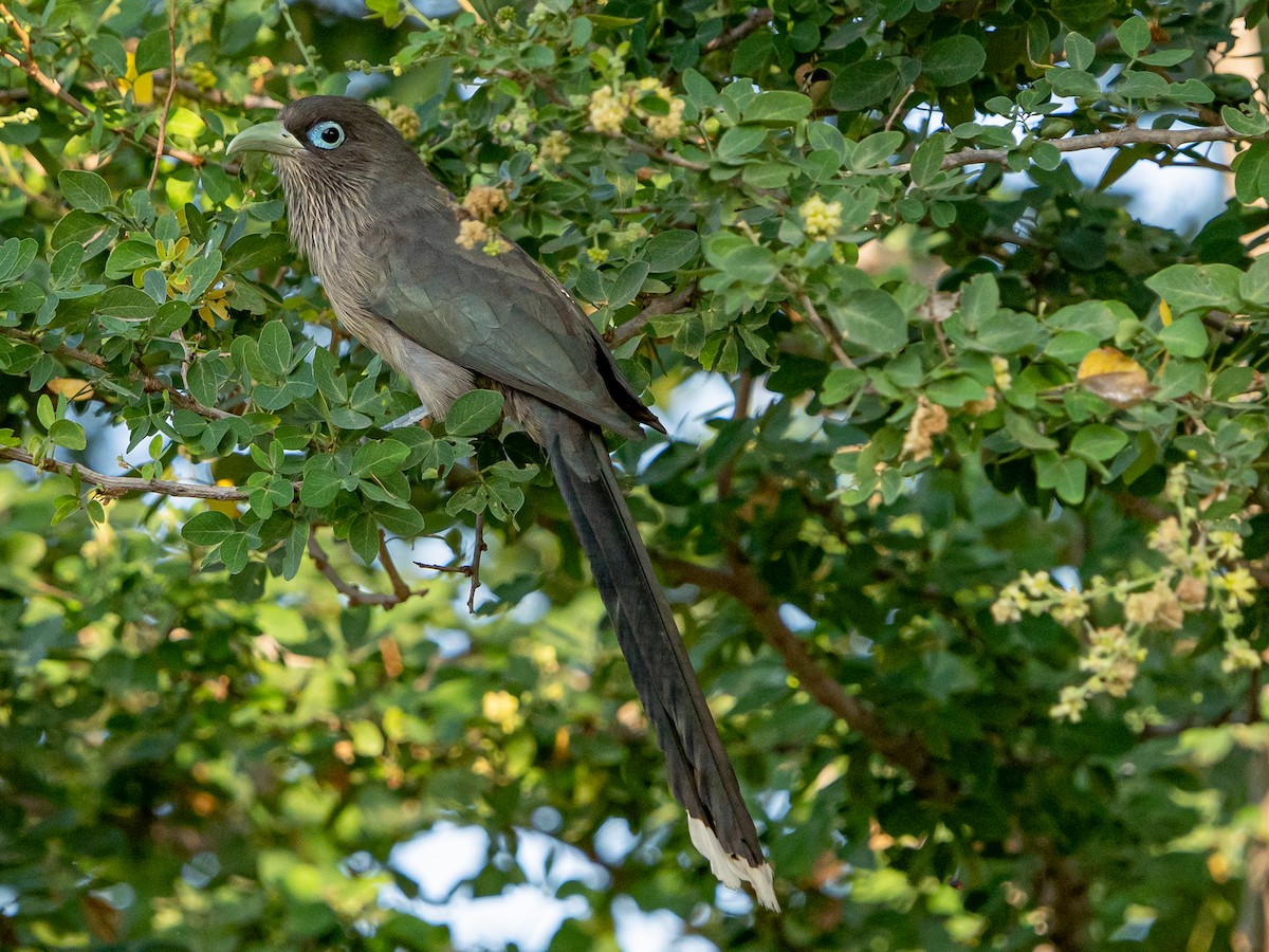 Blue-faced Malkoha - ML629398980