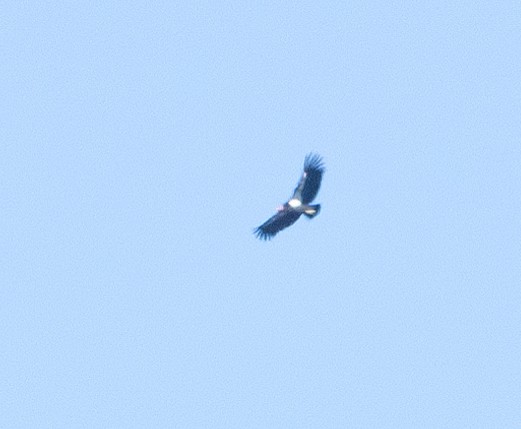 California Condor - ML629398985