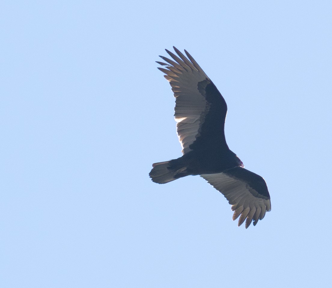 Turkey Vulture - ML629398988