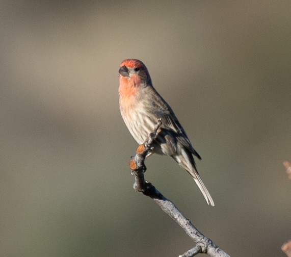 House Finch - ML629398997