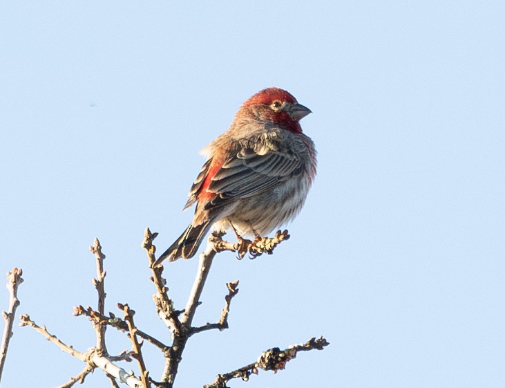 House Finch - ML629398999