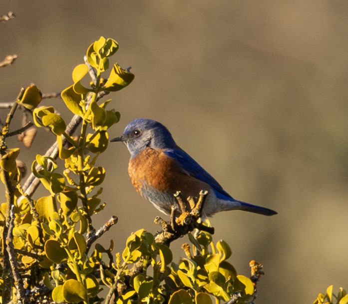 Western Bluebird - ML629399016