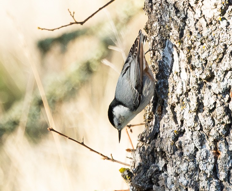 White-breasted Nuthatch - ML629399028