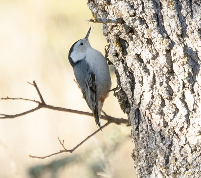 White-breasted Nuthatch - ML629399029