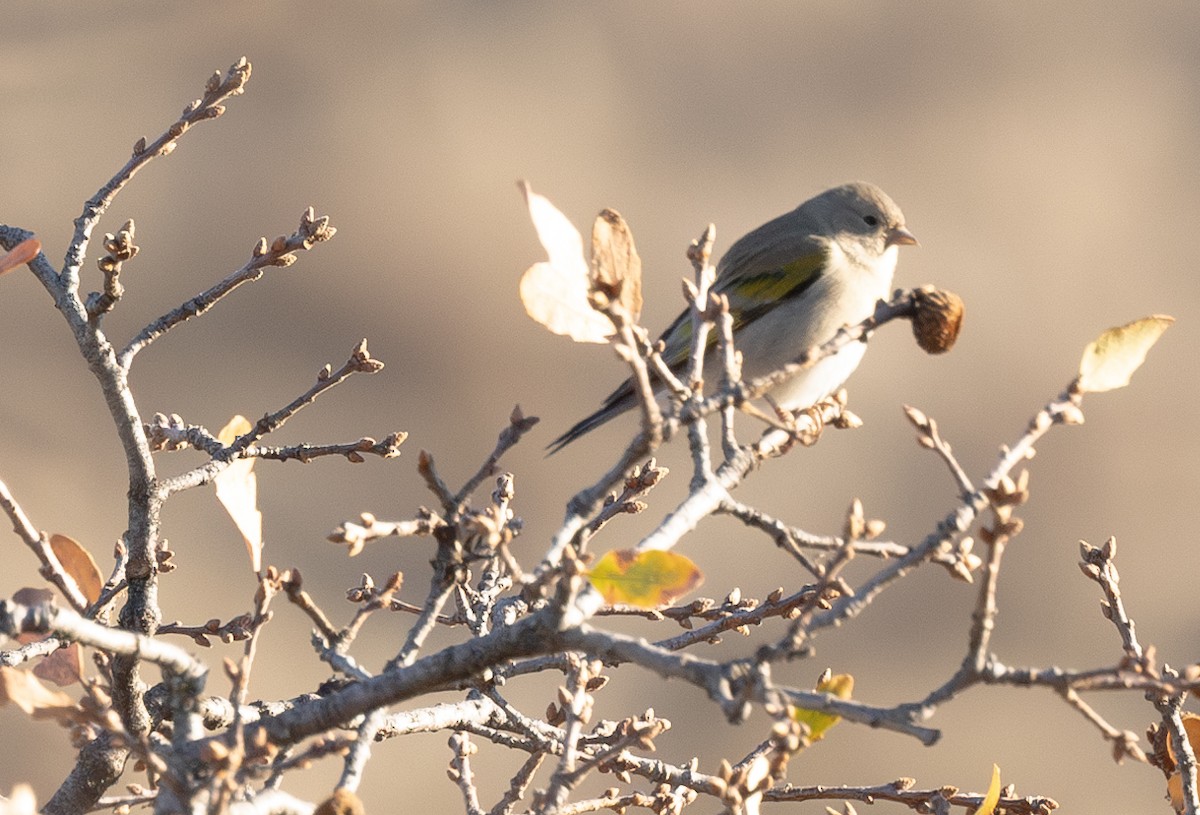 Lawrence's Goldfinch - ML629399035