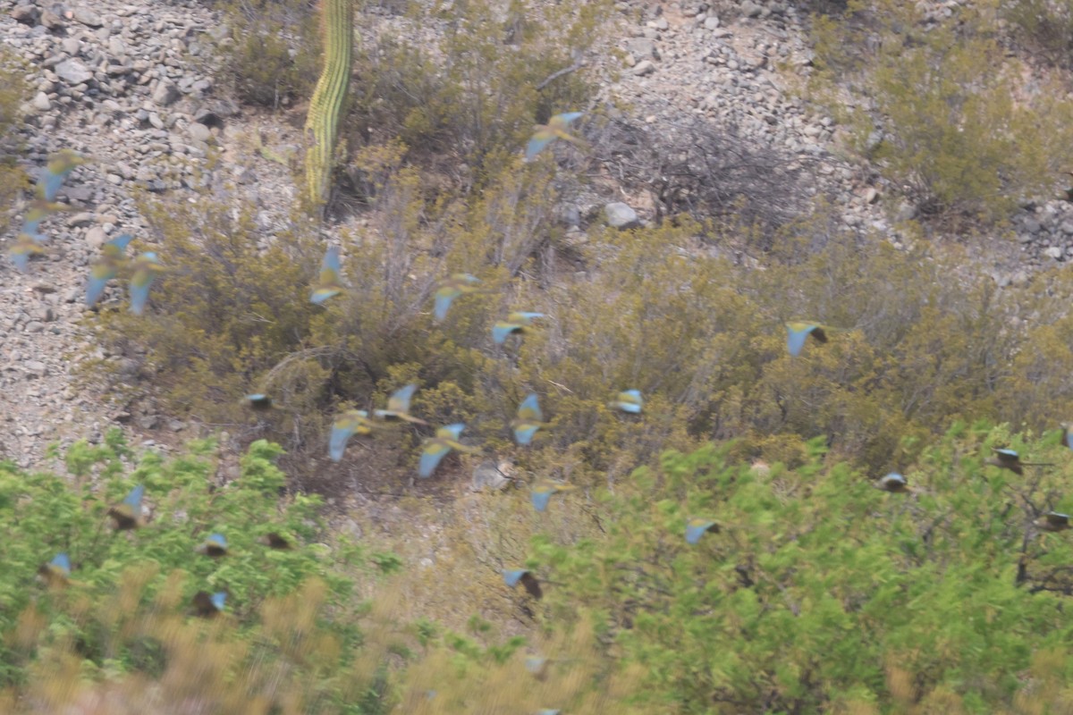 Burrowing Parakeet - ML629399038