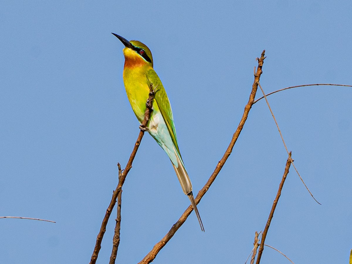 Blue-tailed Bee-eater - ML629399042
