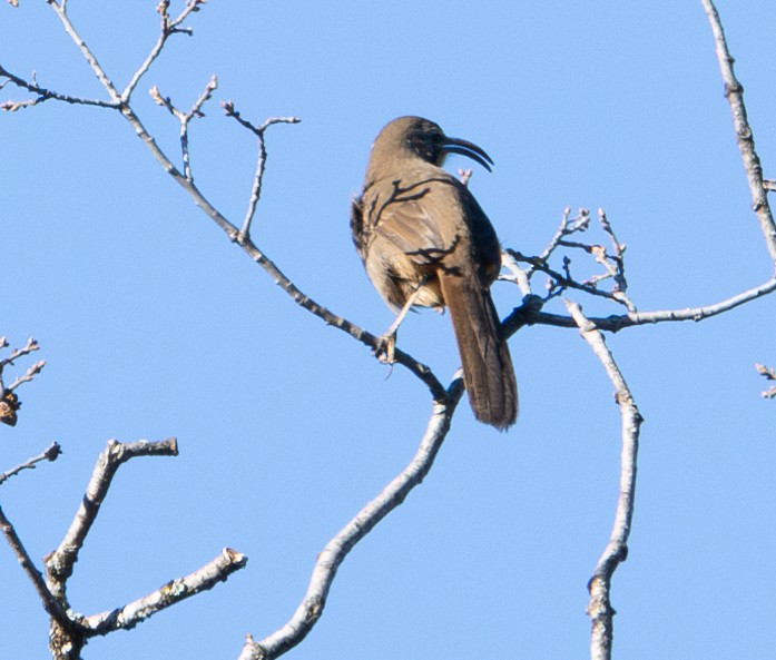 California Thrasher - ML629399043