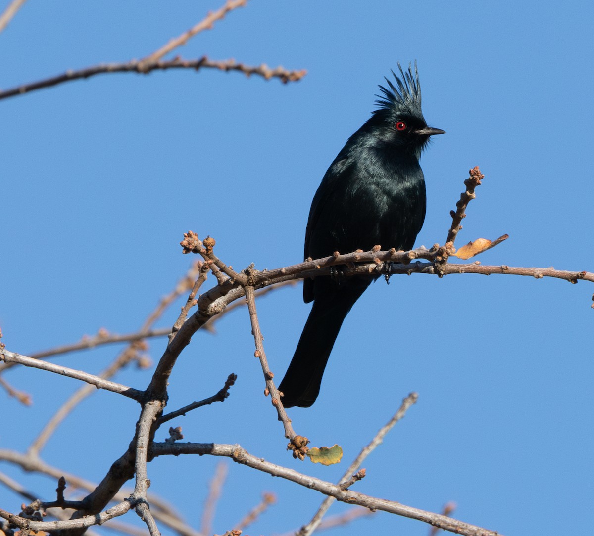 Phainopepla - ML629399078