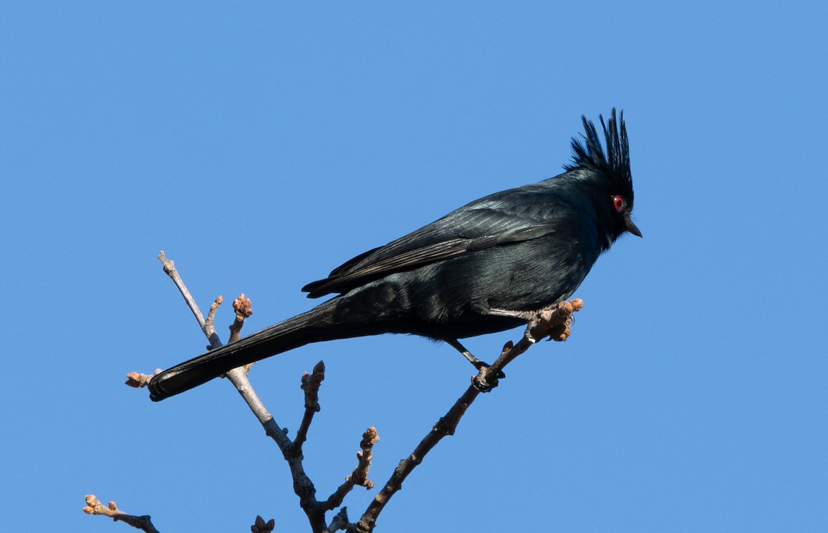 Phainopepla - ML629399079