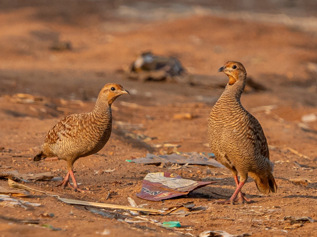 Gray Francolin - ML629399106