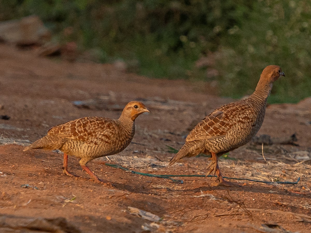 Gray Francolin - ML629399108