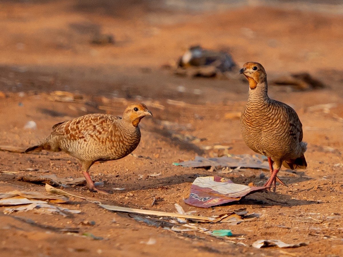 Gray Francolin - ML629399111