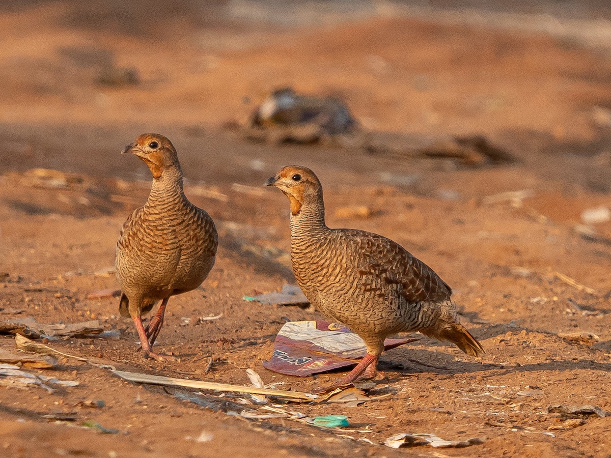 Gray Francolin - ML629399113