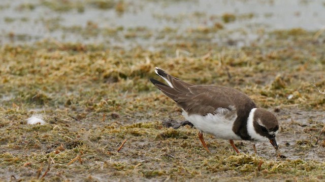 Common Ringed Plover - ML629399133