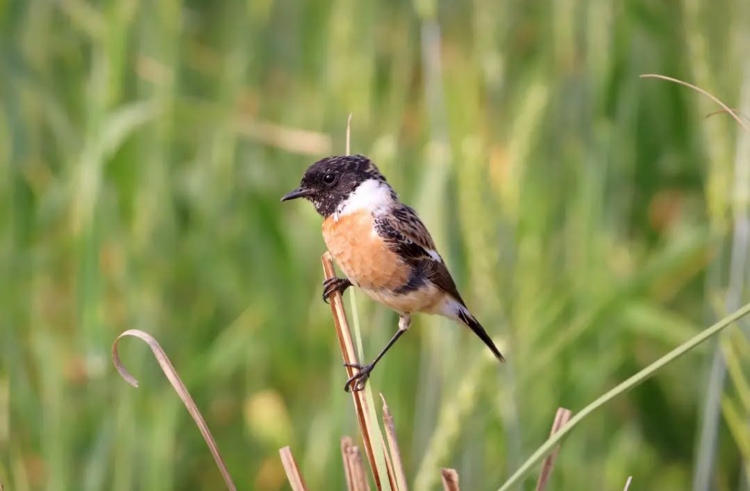 Сибирийн шулганаа - ML629399602