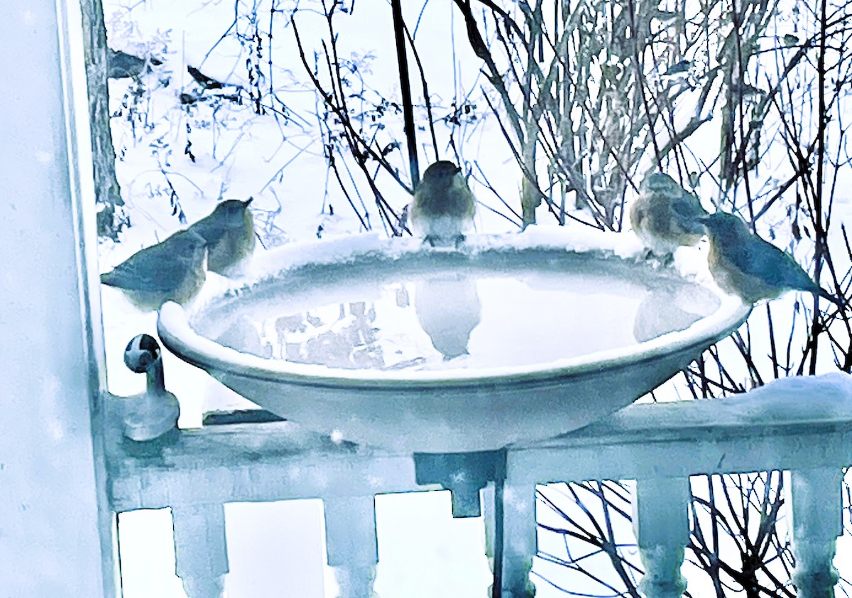 Eastern Bluebird - ML629399618