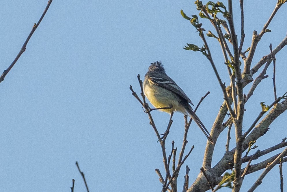 White-crested Tyrannulet (Sulphur-bellied) - ML629399716