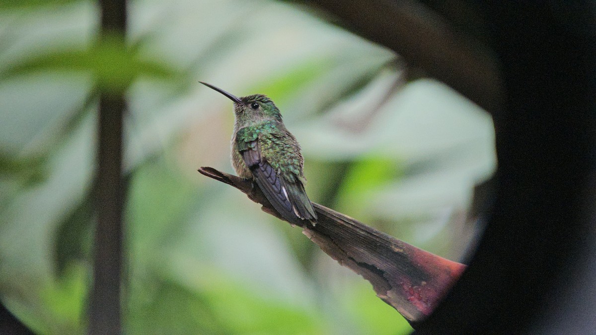 Scaly-breasted Hummingbird - ML629399727