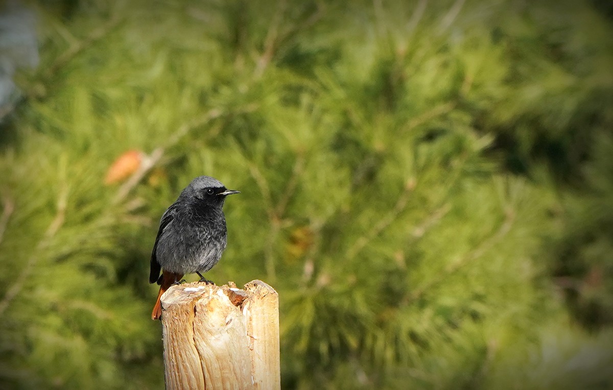 Мойлон гал сүүлт - ML629399748