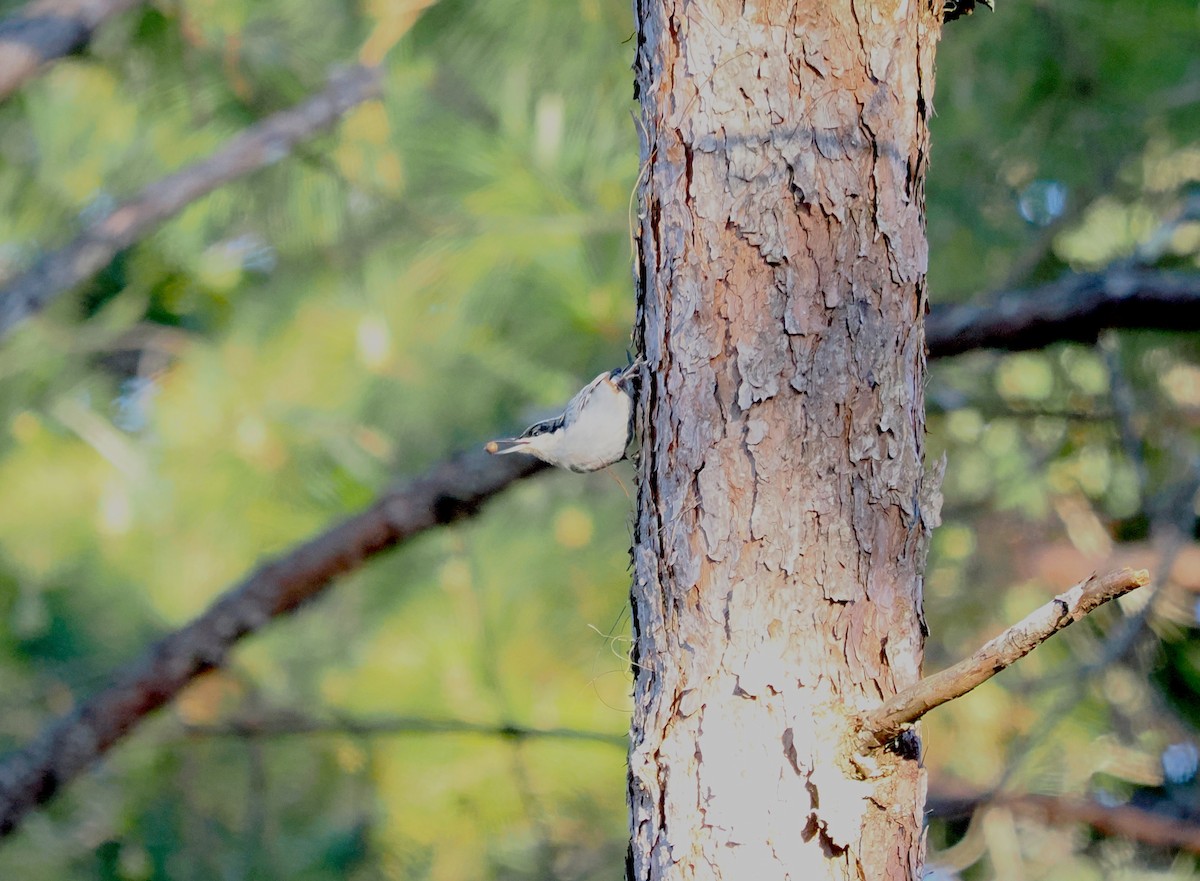 Giant Nuthatch - ML629399799