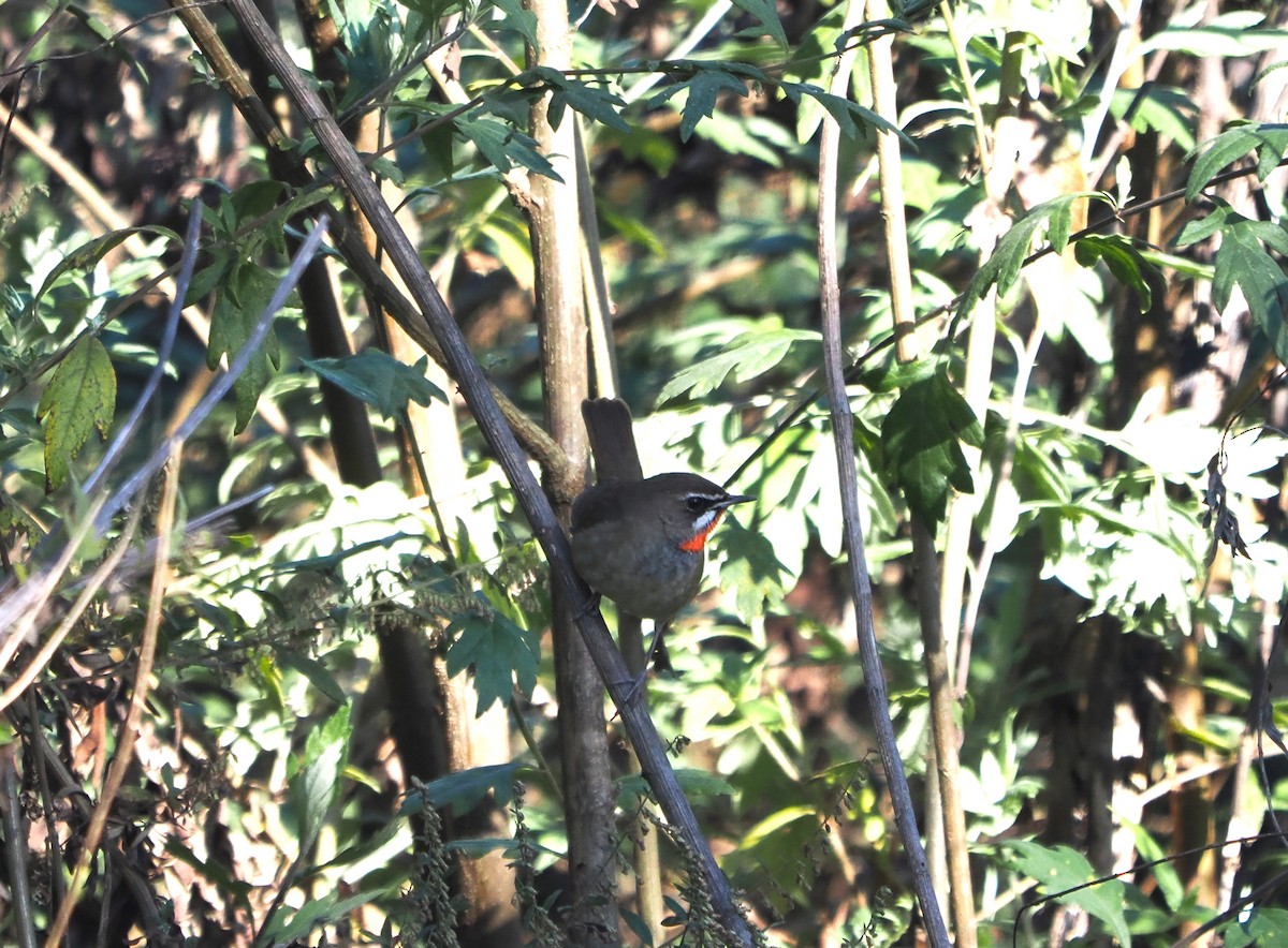 Siberian Rubythroat - ML629399818