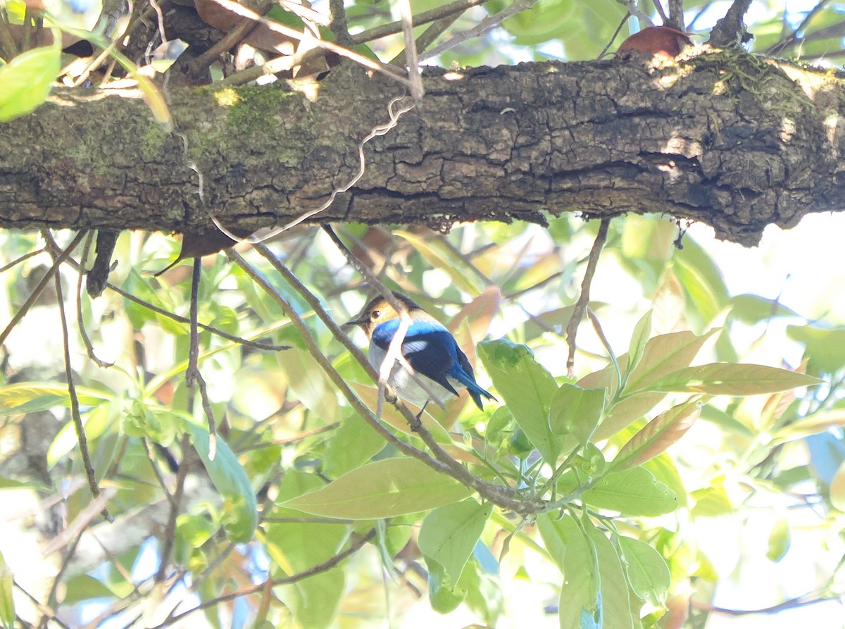 Sapphire Flycatcher - ML629399838
