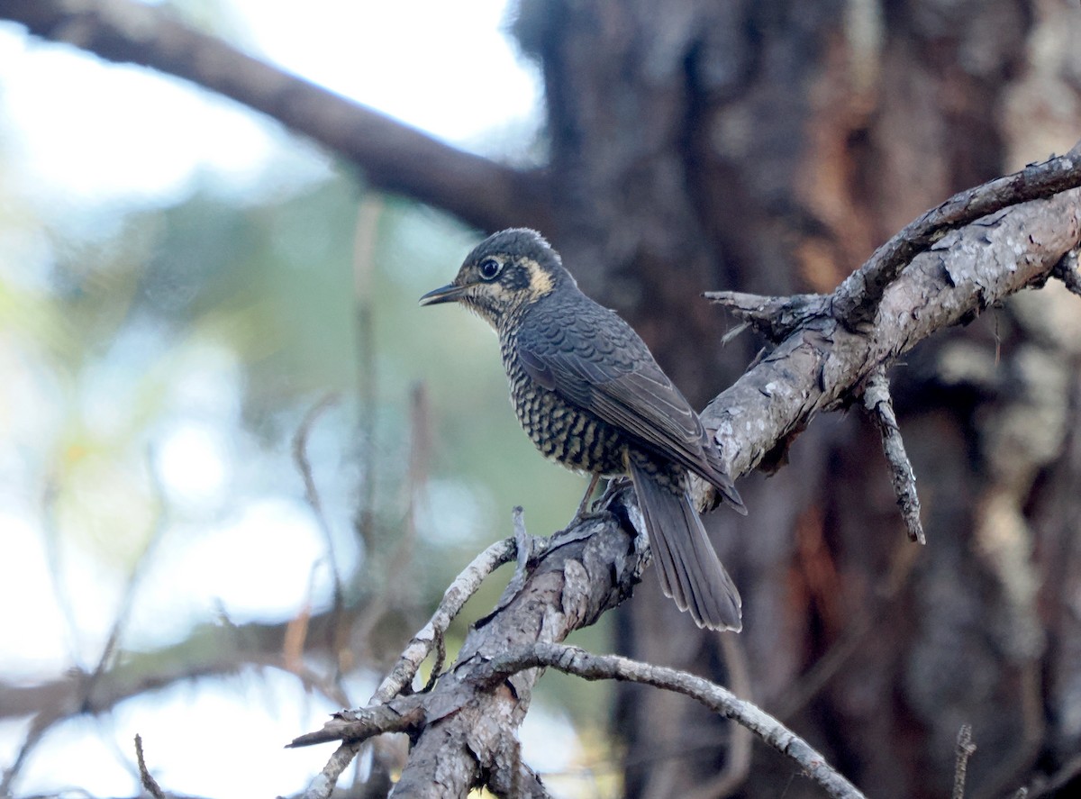 Chestnut-bellied Rock-Thrush - ML629399856