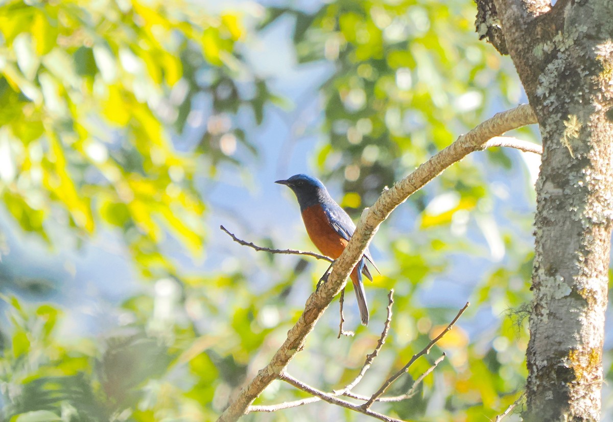Chestnut-bellied Rock-Thrush - ML629399861