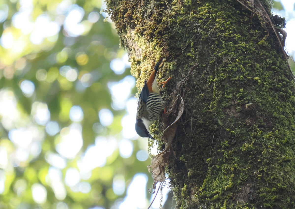 Himalayan Cutia - ML629399904