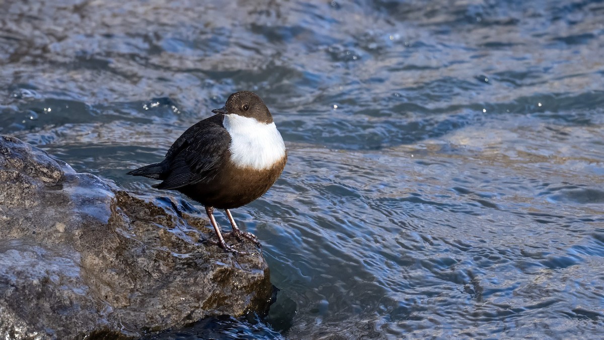 White-throated Dipper - Ogün Aydin