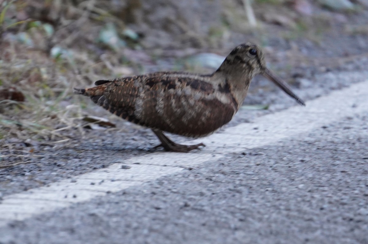 Eurasian Woodcock - ML629400166