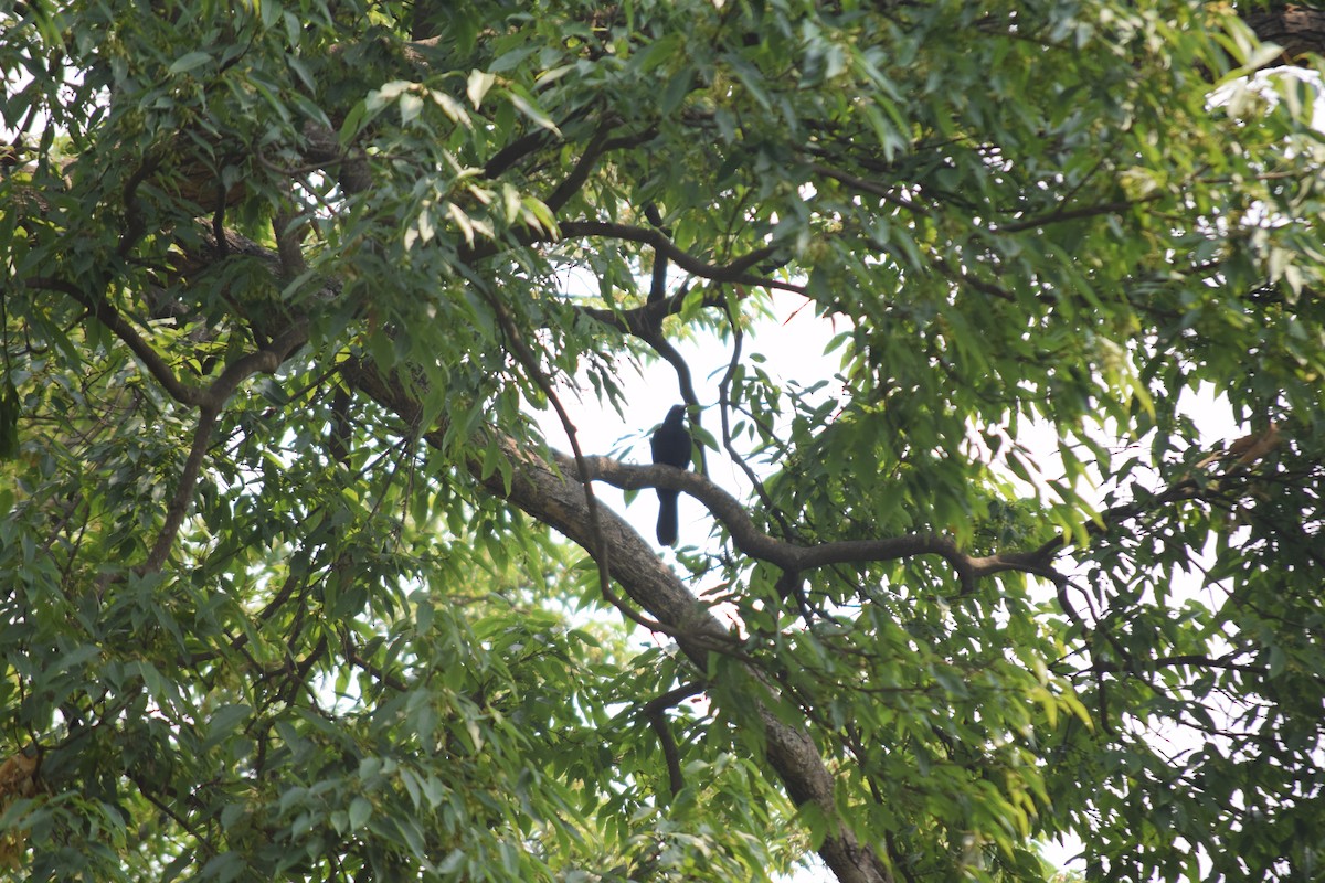 Asian Koel - ML629400304